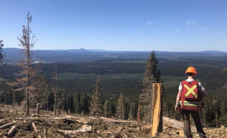 Forestry Field Assistant
