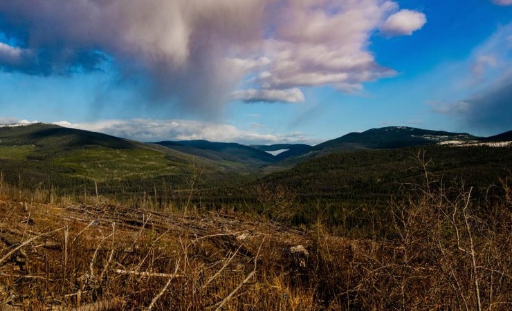 british columbia forest