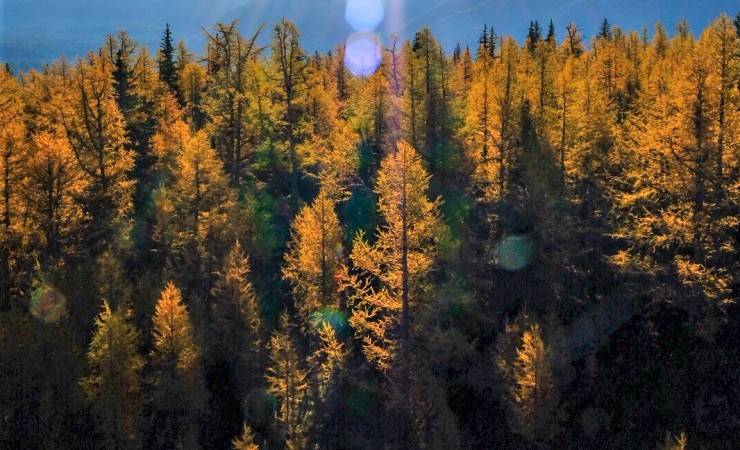 Forestry Supervisor