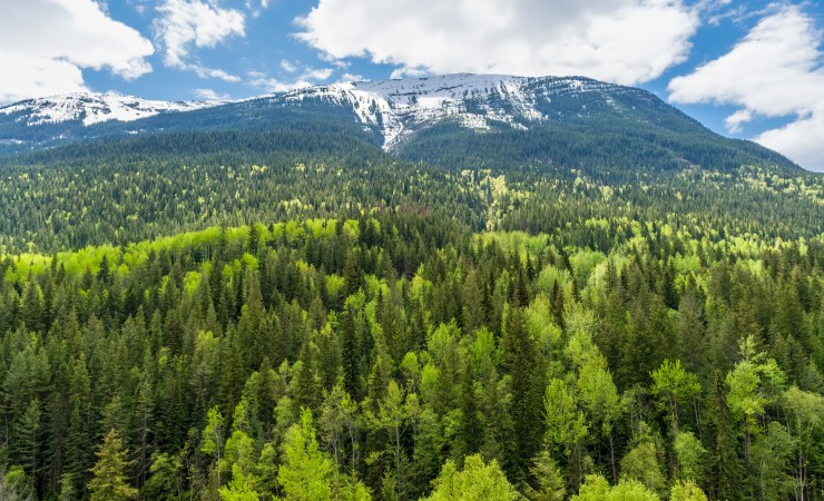 forest